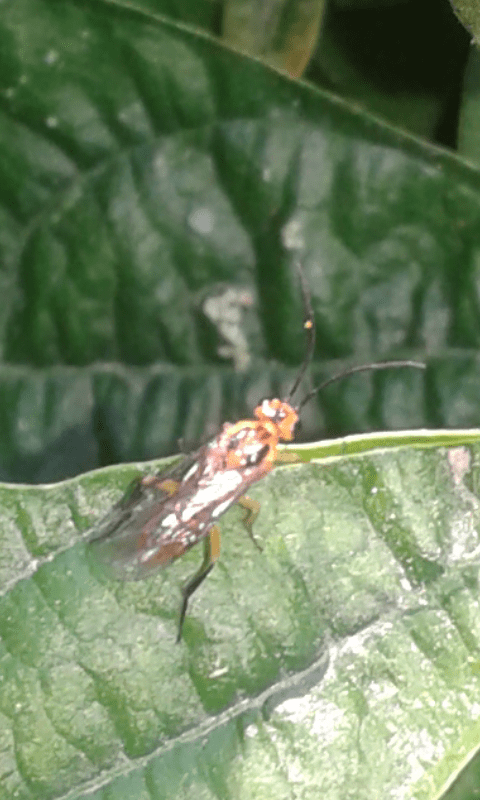 Braconidae?  No, Tenthredinidae, Pteronidea tibialis